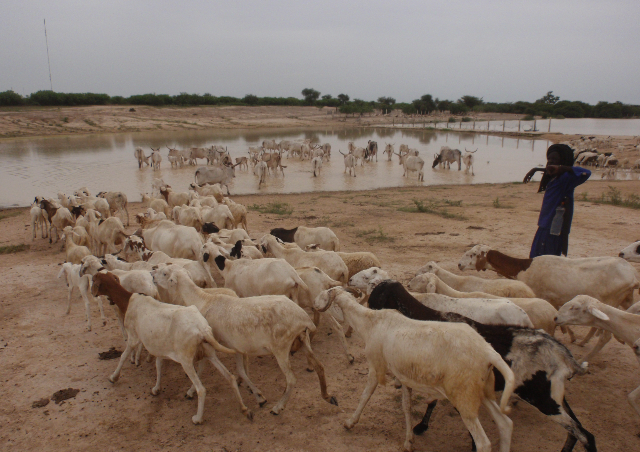 Climate change, food insecurity and violent extremism in the Sahel: Reflections on the nexus under the new political dynamics